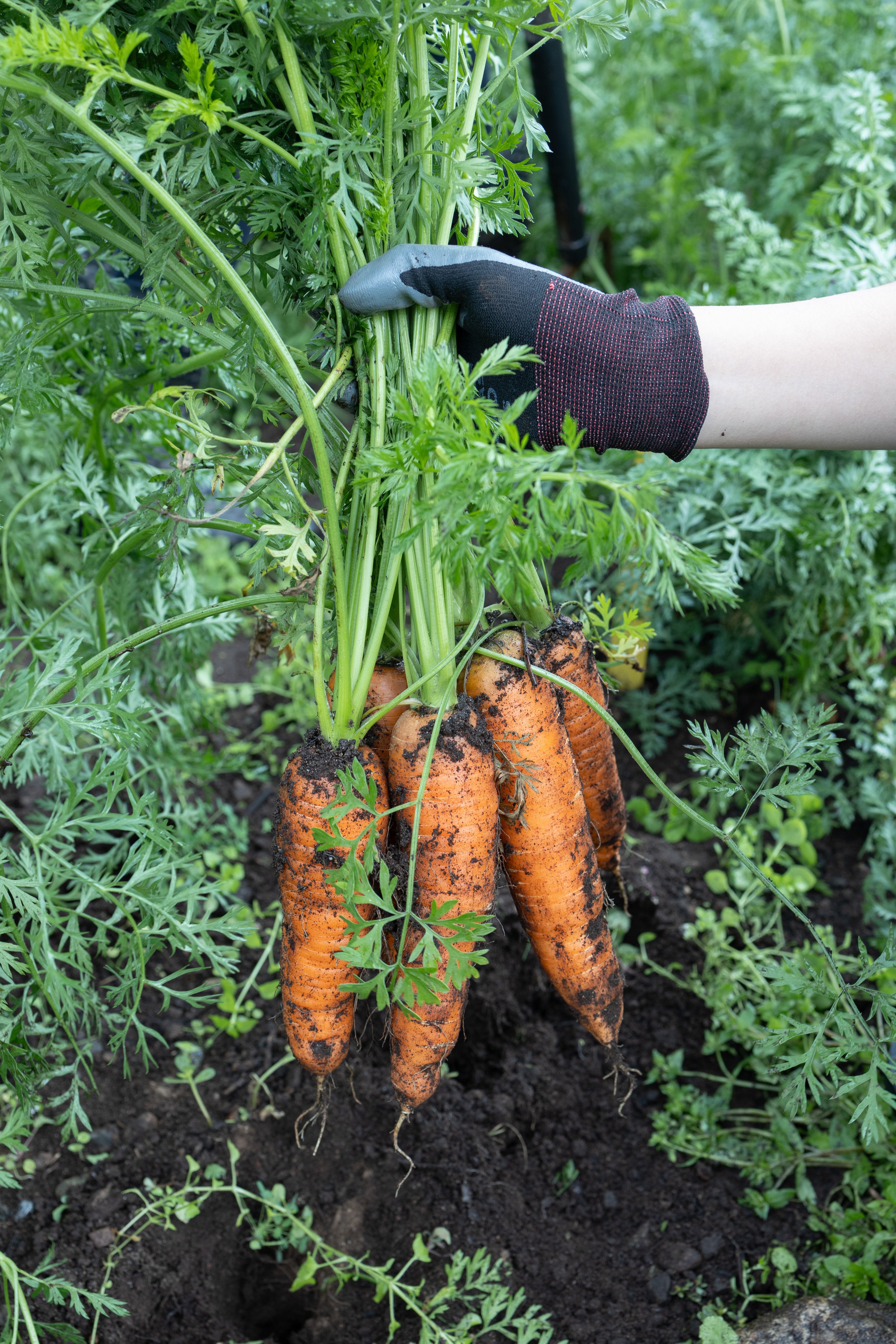 While their classic CANOVI carrot line is classic orange, they also breed other lines, including purple carrots..