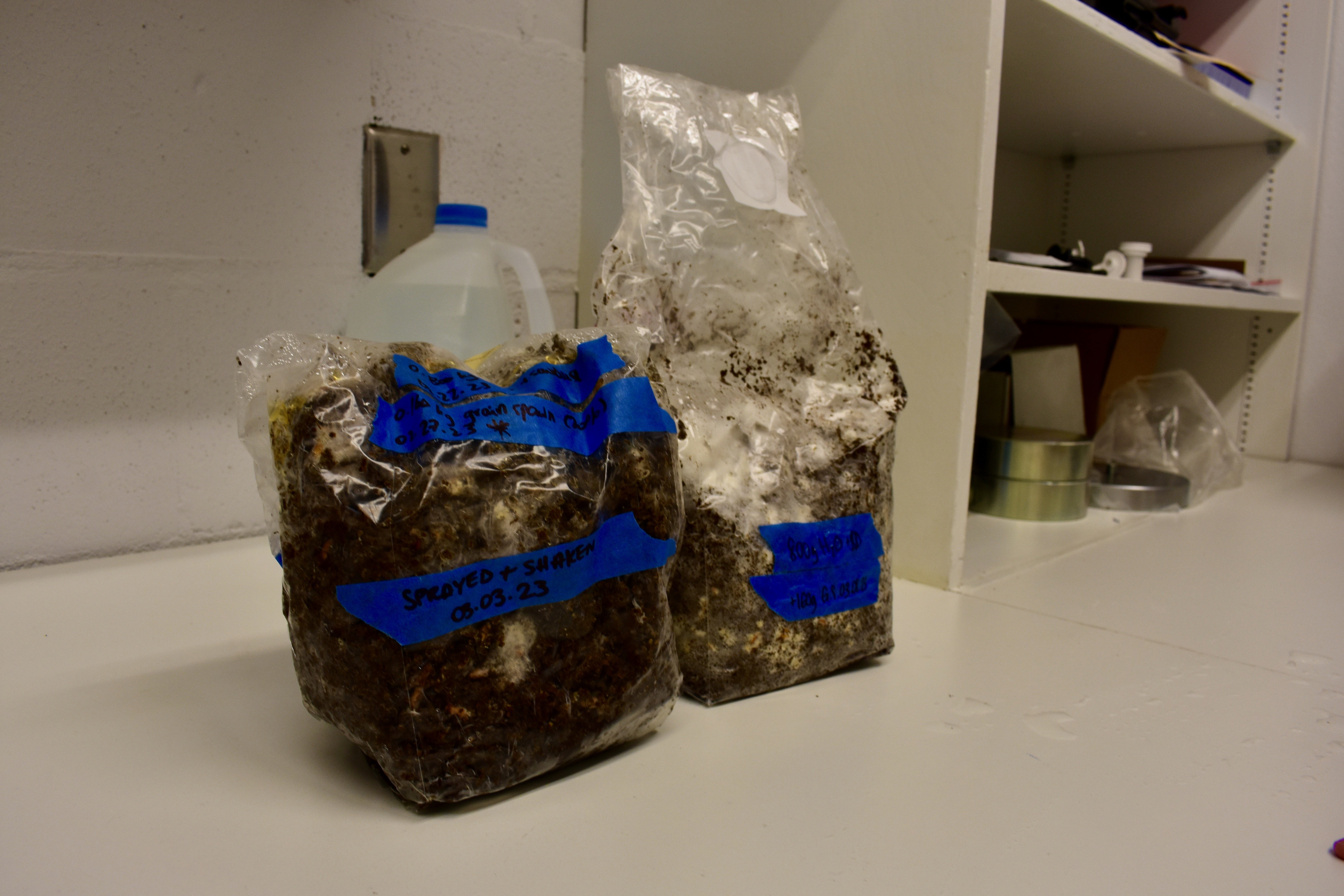 Mycelium growing in bags of sawdust.
